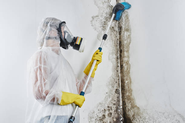 Coral Terrace, FL Mold Removal Company