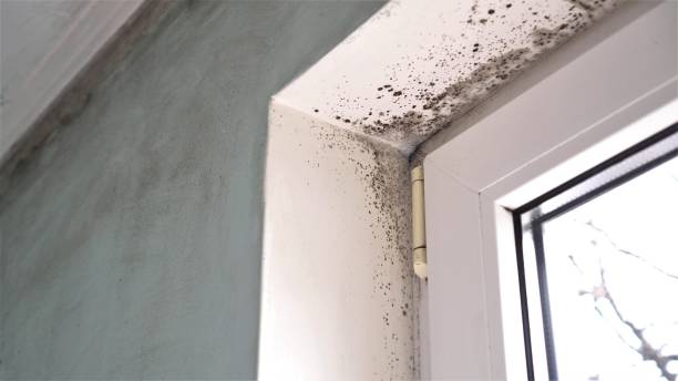 Home Mold Removal in Coral Terrace, FL