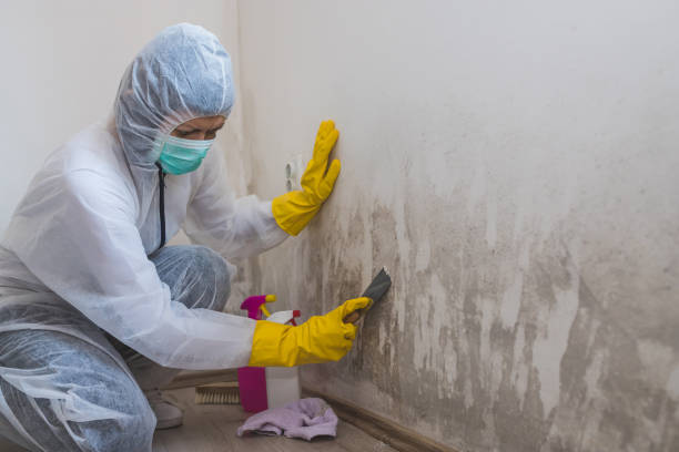 Best Fast Mold Removal  in Coral Terrace, FL