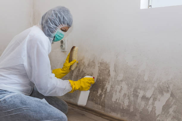 Best Certified Mold Removal  in Coral Terrace, FL