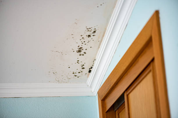 Certified Mold Removal in Coral Terrace, FL