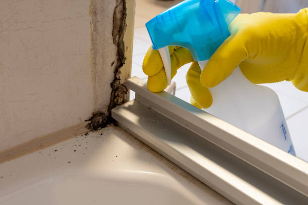 Best Office Mold Removal Services  in Coral Terrace, FL