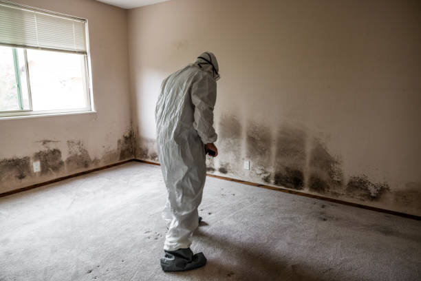 Best Mold Removal and Inspection  in Coral Terrace, FL