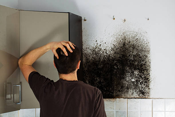 Best Mold Damage Repair  in Coral Terrace, FL