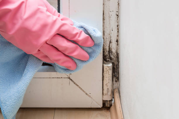 Best Attic Mold Removal  in Coral Terrace, FL